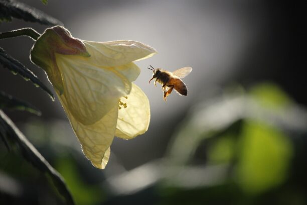 Biene im Anflug